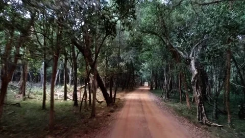 Car rides the rainforest Stock Footage 95980274