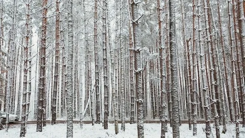 Car rides on the road in the winter forest Stock Footage 82777265