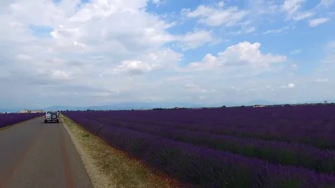 Car rides through Lavender fields in Provence, France 스톡 동영상 74592991