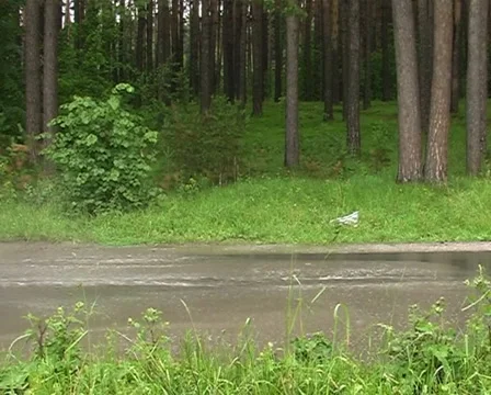 Car on the road in the forest 스톡 동영상 6724961