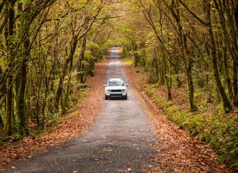 Car on a road in the forest Stock Photos
