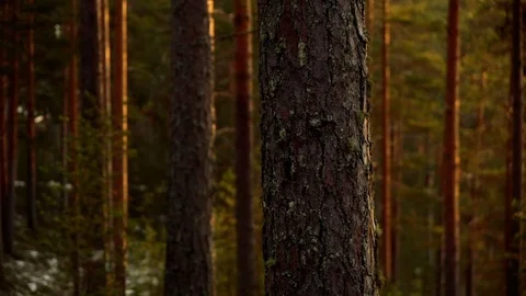Car on the road through the pine trees Stock Footage 71648151