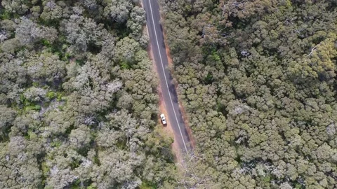Car on the route between trees, big forest Stock Footage 172529894
