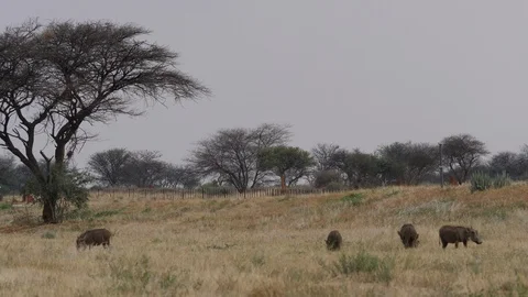 Car running Namibia Africat, landscape with trees and warthog, Africa in 4K Stock Footage 90781373