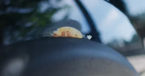 Car rusting above wheels, closeup view of car starting to rust Video stock 201168533