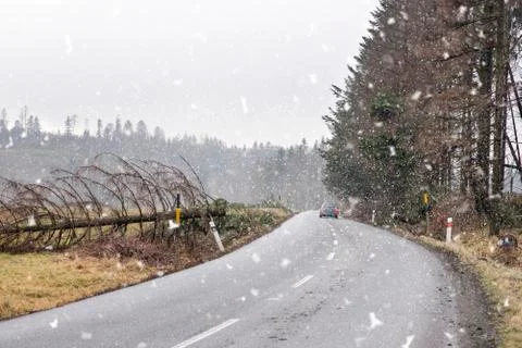 Car safely continous on a road cleared from a fallen tree. Fallen tree across Stock Photos