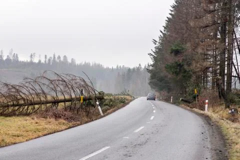 Car safely continous on a road cleared from a fallen tree. Fallen tree across Stock Photos
