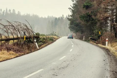 Car safely continous on a road cleared from a fallen tree. Fallen tree across Stock Photos