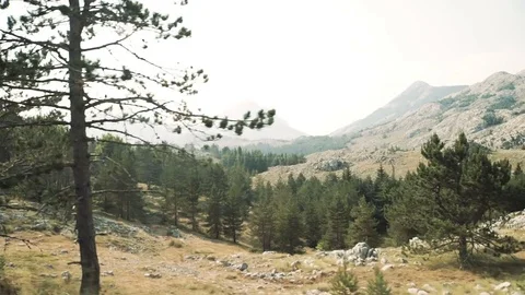 Car side view summer forest fast mtion blur background Stock Footage 81408119