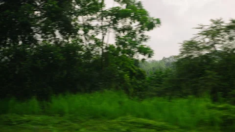 Car side window view of green coconut palm tree forest, rice fields terrace Stock Footage 252834253