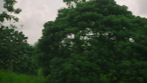 Car side window view of green coconut palm tree forest, rice fields terrace Stock-Footage 253192557
