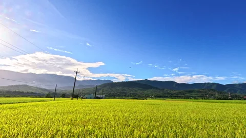 Car side window view of rice fields terrace farming plantation at sunrise in Ea Stock Footage 311760383