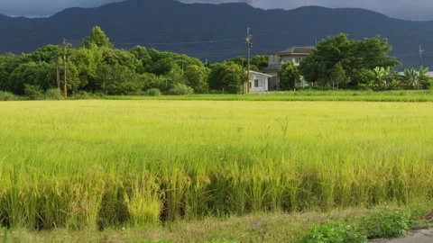 Car side window view of rice fields terrace farming plantation in Yilan,Taiwan Stock-Footage 342028970
