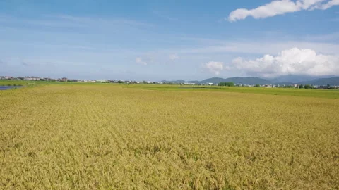 Car side window view of rice fields terrace farming plantation in Yilan,Taiwan Stock-Footage 342029275