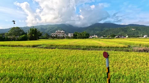 Car side window view of rice fields terrace farming plantation in Yilan,Taiwan Stock-Footage 342029730