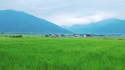 Car side window view of rice fields terrace farming plantation in East Longitudi Видео 345891989