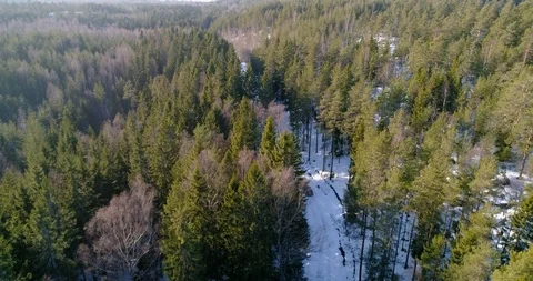 Car on a small forest road, C4k aerial, drone shot, following a vehicle, on a Stock Footage 113722372
