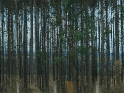 Car speeding on a road through green forest in 4K Stock Footage 83163584