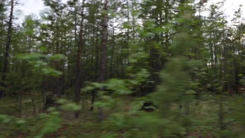 Car speeding on a road through green forest Stock Footage 155371286