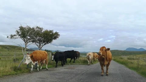 Car stopped by a herd of cows walking on a single track road in the Highlands Video stock 219871696