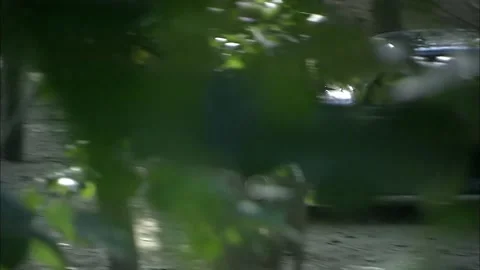 The car stopped in the woods Stock Footage 235279077