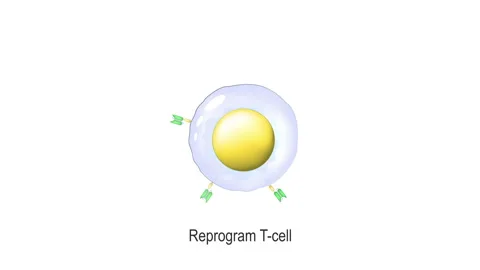 CAR T-cell therapy Vidéo 259697614