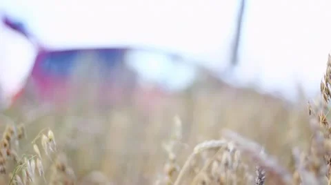 Car through the Cornfield Stock Footage 12018915