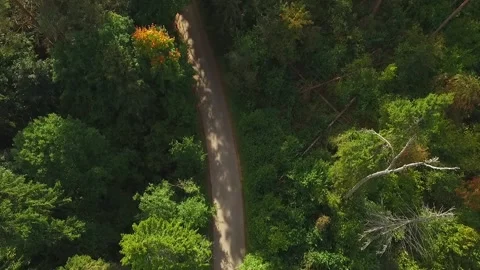 The car through a dense green forest 動画素材 130263866