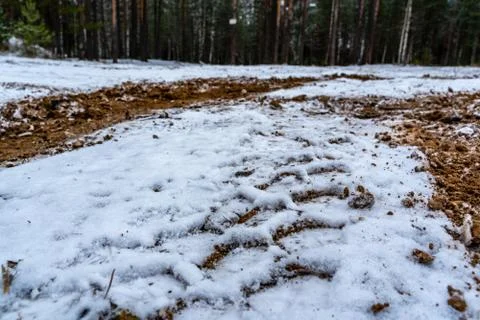 Car Tire Marks on an Empty Field Covered With Snow, Wood in the Background Fotos Stock