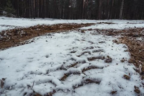 Car Tire Marks on an Empty Field Covered With Snow, Wood in the Background Фото