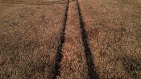 Car Tractor Tracks in Field of Wheat Aerial Beautiful Slow Drone Fly Over i.. Stock Footage 314410340
