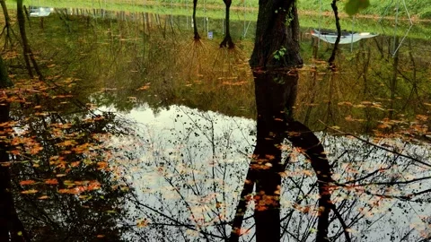 Car Traffic Reflected in a Beautiful Flooding Water Pond with Tree Reflection Stock Footage 265491506