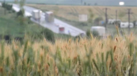 Car traffic is seen over a cornfield watered by the morning cold rain Vídeos de archivo 60780392