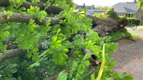 Car trapped under a fallen tree Video stock 137278394