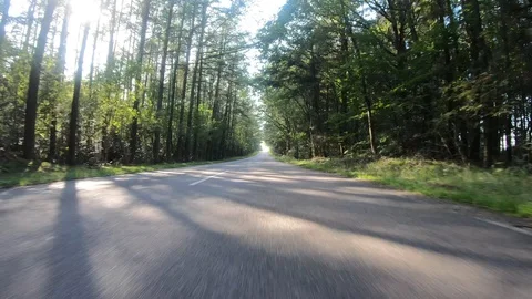 Car View Driving Forward Tall Trees 4K Road Travel Summer Adventure GoPro Stock Footage 113071340