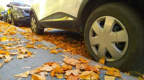 Car wheel on road. Yellow fallen maple leaves on asphalt road. Golden autumn Foto stock