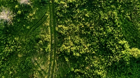 Car wheel tracks in the middle of a clearing Stock Footage 142071962