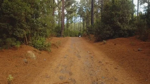 A car of white color rides through a forest road Pine forest high in the Stock-Footage 80777215