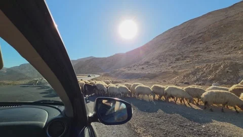 Car Window View of Herd of Sheep Crossing Desert Mountain Road, Jordan Stock Footage 346846820