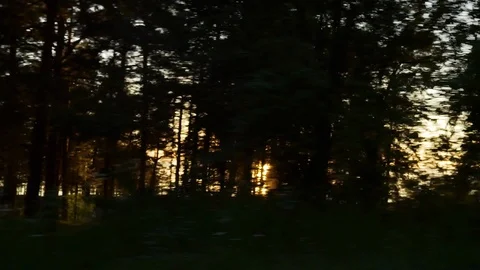 From the car window you can see the trees glimpsed the sun 動画素材 129639261