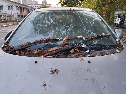 Car windshield full of fallen dry leaves Stock Photos