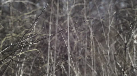 Car Wreck Stock Footage 47259984