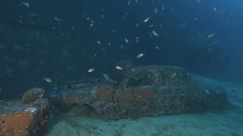 Car Wreck profile surrounded by a myriad of Anthias, From total shot to close-up Stock Footage 225337491
