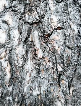 Cara tree in the forest. Macro. Background. Close-up. Stock Photos