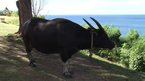 Carabao Stock Footage 26052142