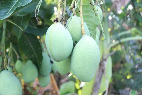 Carabao mango on tree Foto stock