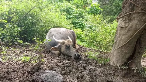 A carabao resting on the ground Stock Footage 328468013