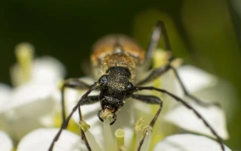 Carabidae Stock Photos