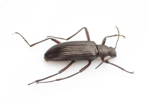Carabidae Stock Photos
