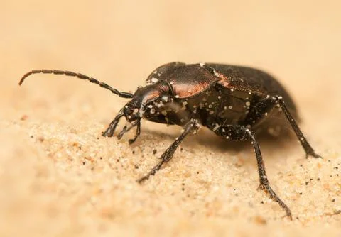 Carabus arcensis Stock Photos